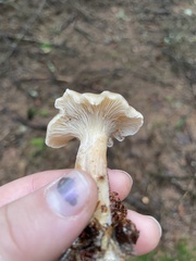 Cantharellus subalbidus