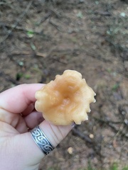 Cantharellus subalbidus