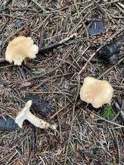 Cantharellus subalbidus