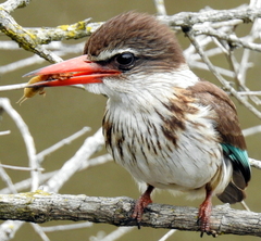 Gryllotalpa africana