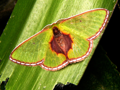 Synchlora astraeoides