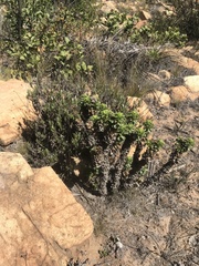 Haplopappus foliosus