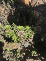Haplopappus foliosus
