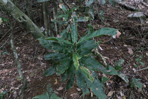 Image of Macadamia tetraphylla by (c) Greg Tasney, some rights reserved (CC BY-SA)