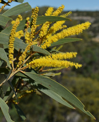 Acacia burdekensis