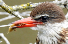 Gryllotalpa africana