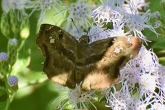 Quadrus lugubris