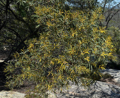 Acacia burdekensis