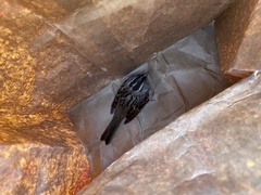 Zonotrichia albicollis