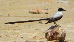 Tyrannus savana
