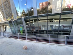 Zonotrichia albicollis