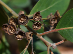 Lophostemon suaveolens