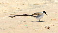 Tyrannus savana