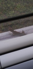 Anolis sagrei