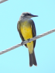 Tyrannus melancholicus