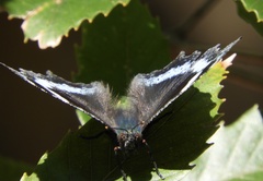 Kaniska canace nojaponicum