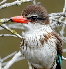 Gryllotalpa africana
