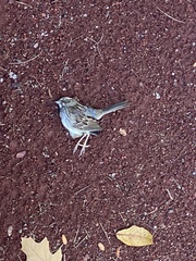 Zonotrichia albicollis