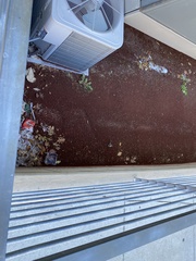 Zonotrichia albicollis