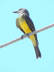 Tyrannus melancholicus