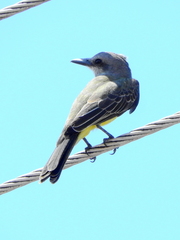 Tyrannus melancholicus