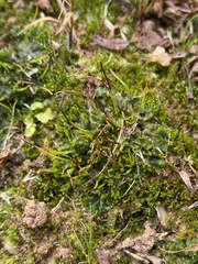 Phaeoceros carolinianus