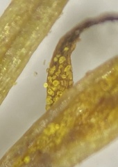 Phaeoceros carolinianus