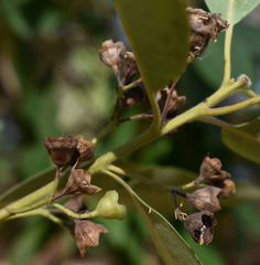 Lophostemon suaveolens