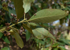 Lophostemon suaveolens