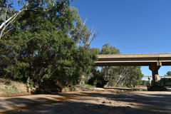 Lophostemon suaveolens