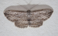 Scopula desita