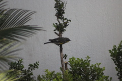 Setophaga coronata