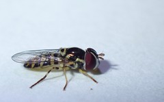 Allograpta radiata
