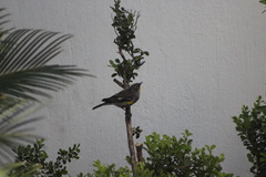 Setophaga coronata