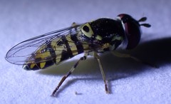 Allograpta radiata