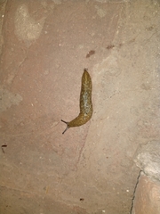 Limacus flavus