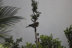 Setophaga coronata
