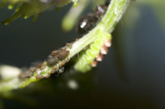 Aphis illinoisensis