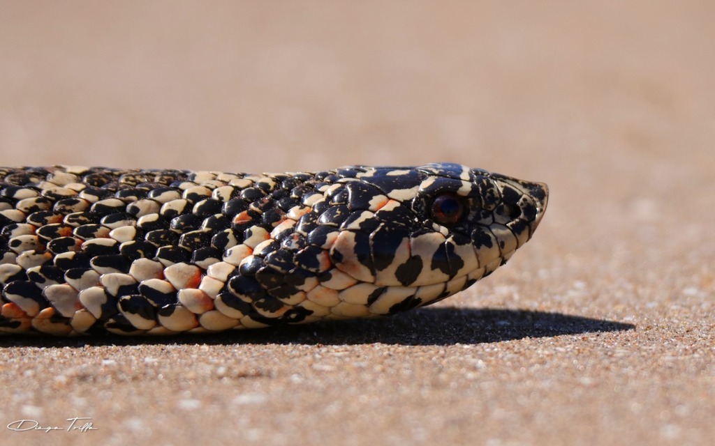 Snake様 South American Hognose Snake (Xenodon dorbignyi) · iNaturalist