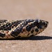 South American Hognose Snake - Photo (c) Diego Trillo, some rights reserved (CC BY-NC), uploaded by Diego Trillo