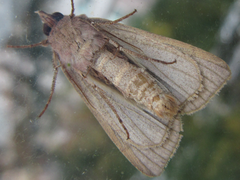 Diarsia canescens