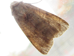 Diarsia canescens