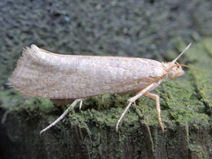Ypsolopha parallela