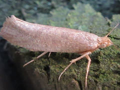 Ypsolopha parallela