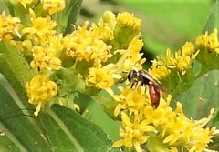 Sphecodes davisii