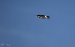 Tachycineta leucorrhoa