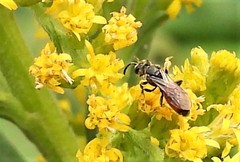 Sphecodes davisii