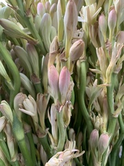 Polianthes tuberosa