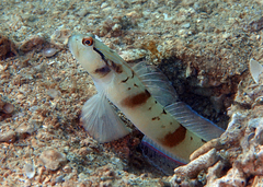 Mask Shrimpgoby photo 4