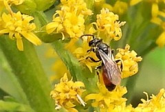 Sphecodes davisii